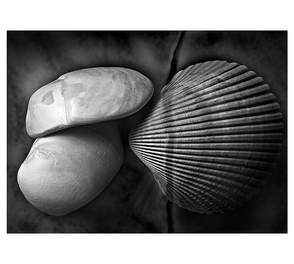 Three Shells c2008